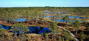 Viru bog - RRiiberg