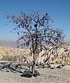 Votive tree cappadocia