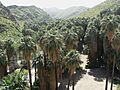 Washingtonia filifera in Palm Canyon