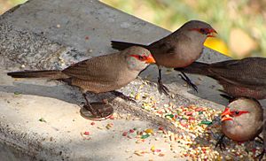 Waxbill on coin, Ascension Island