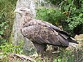 White-tailed Sea Eagle