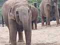 Yasmin elephant drinking Dublin Zoo 2007