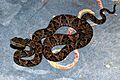 Young Terciopelo (Bothrops asper) found on the coach at the hotel (6781403567)