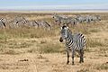Zebras Ngorongoro Crater
