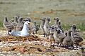 Мартин жовтоногий (Larus cachinnans). Початок життя