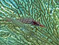 0104RajaAmpatS - 80 longnose hawkfish and parasite (5556216138)