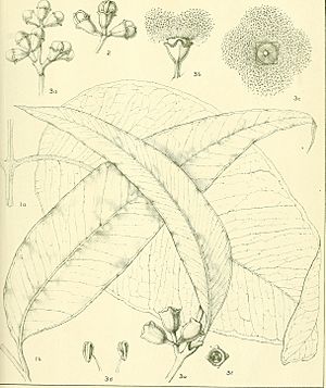 A critical revision of the genus Eucalyptus (1903) (20524008050)