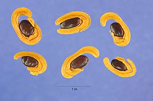 Acacia cyclops seeds.jpg