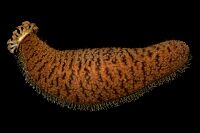 Actinopyga echinites1