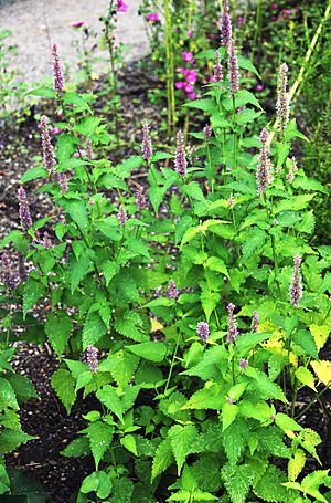 Agastache mexicana Prague 2014 2.jpg