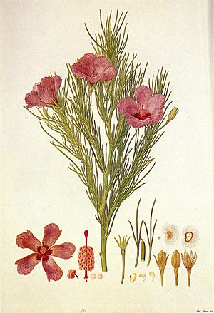 Alyogyne hakeifolia (Bauer).jpg