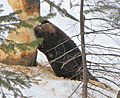American Beaver, tree cutting