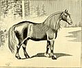 American horses and horse breeding - a complete history of the horse from the remotest period in his history to date. The horseman's encyclopedia and standard authority on horses, embracing breeds, (14782579444)
