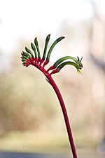 Anigozanthos manglesii gnangarra-1008