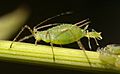 Aphid-giving-birth