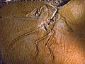 Archaeopteryx lithographica (Eichstätter Specimen)