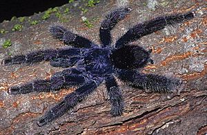Avicularia juruensis male morphotype 2 ZK121.jpg