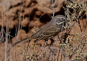 BELL'S SPARROW (canescens?) 9-18-05 (bird 3a) Carrizo Plain Nat Mon, SLO County, CA (1544042599).jpg