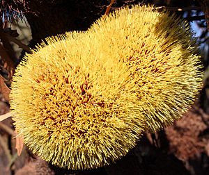 Banksia laevigata fuscolutea 6 email