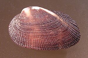 Barbatia fusca 002