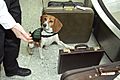 Beagle Brigade - Animal and Plant Health Inspection Service (APHIS), U.S. Department of Agriculture