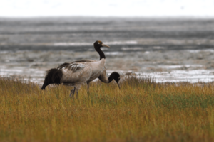 Black-necked Crane Tso Kar Ladakh Jammu and Kashmir India Asia 12.08.2013