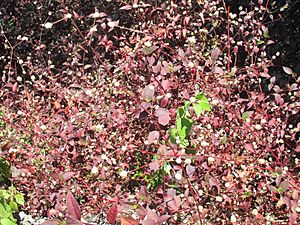 Brazilian joyweed (Alternanthera brasiliana) habit.jpg