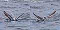 Bridled tern (Onychoprion anaethetus antarcticus) after dive composite