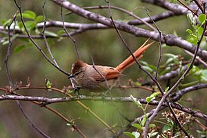 Brown-capped Tit-Spinetail (Leptasthenura fuliginiceps) (8077613879).jpg