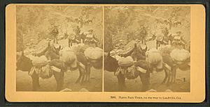 Burro pack train, on the way to Leadville, Col, by Kilburn Brothers