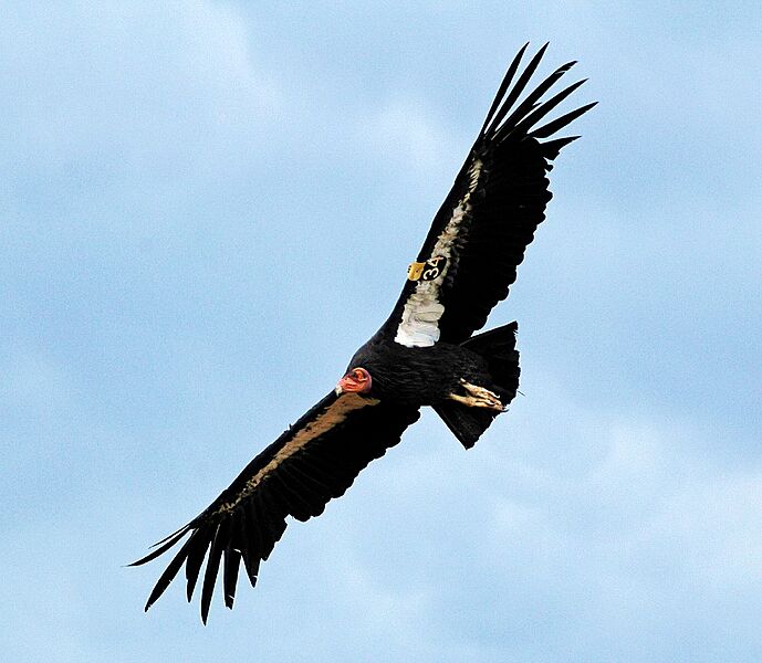 California-condor-gymnogyps-californianus-078 (21196759264)