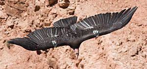 Californian Condor 50 MC