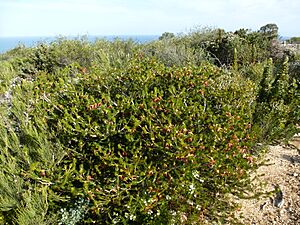 Calothamnus validus (habit)