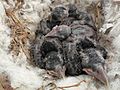 Carrion Crow Nest 16-05-10 (4612125729)