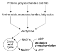 Catabolism schematic