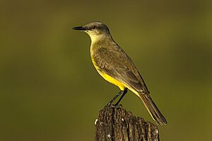 Cattle Tyrant - Pantanal - Brazil H8O0107 (16298240983).jpg