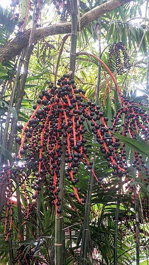 Chamaedorea costaricana fruits