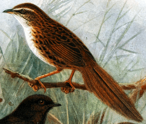 Chatham Fernbird