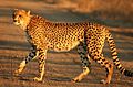 Cheetah Kruger