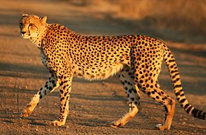 Cheetah Kruger