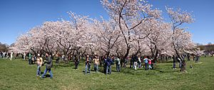 Cherry Blossom Grove on the National Mall