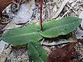 Chiloglottis sylvestris leaf