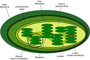 Chloroplast-new