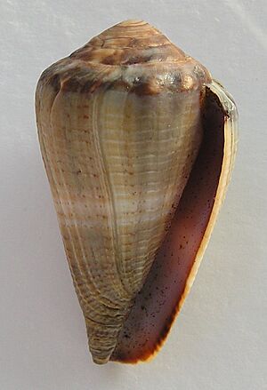 Conus biliosus parvulus 001