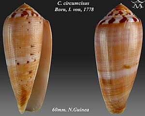 Conus circumcisus 4
