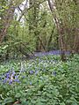 Coppice1