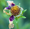 Coreopsis tinctoria cultivar Uptick Cream and Red 13-achenes