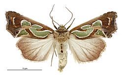 Cosmodes elegans female.jpg