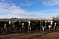 Cow Farm, Trempealeau County, Wisconsin, United States