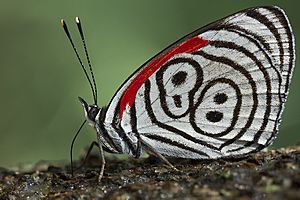 Diaethria eluina (Nymphalidae) (20612694935).jpg